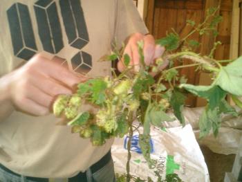 closeup of hops