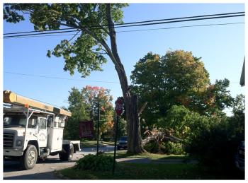 Tree crews arrived on Tuesday morning to remove the remaining portion of the tree on Miller Street, which was left standing precipitously over an intersection crossed by numerous utility lines, and twice a day, a steady stream of children from the nearby Captain Albert Stevens Elementary School. (Photo by Ethan Andrews)
