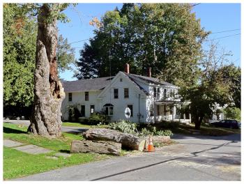 The damaged maple on Pearl Street, and further down the street, a smaller horse chestnut planted in front of the white house at 81 Pearl Street. (Photo by Ethan Andrews)