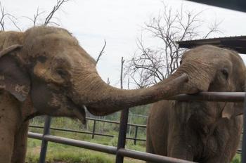Rosie and Margaret, at Endangered Ark Foundation early this week in Oklahoma. (Photo courtesy Endangered Ark Foundation)