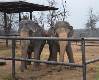 hope elephants (1499)