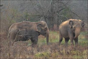 hope elephants (1499)