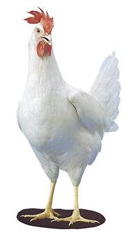 pearl white leghorn