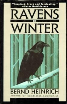 ravens