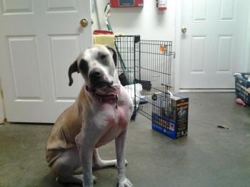 Izzy, months later.