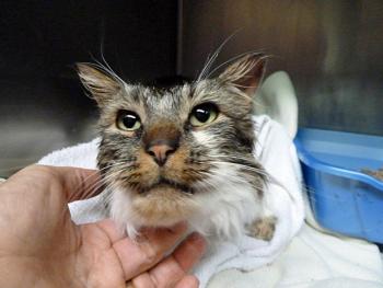 The cat that was found on Pine Street in Belfast, with its head lodged in a stormwater grate and its body hanging below it in a hole under the ground, is now recovering at a local veterinarian’s office and doing well thanks to a group of dedicated city employees and citizen Good Samaritans. (Courtesy Belfast Veterinary Clinic)
