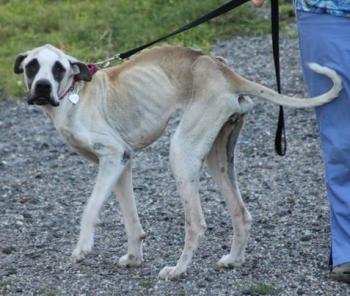 Izzy was brought in before the hoarded animals. She is now happy and healthy in foster care. (Photo courtesy Pope Memorial Humane Society)