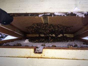 Opening a honeybee hive in the winter, this is a good sight. The bees inside are feeding ‘emergency’ sugar placed between the covers in the fall, for when the bees have begun to run out of honey and have naturally moved up inside the hive boxes where it’s warmer. (Photo by Holly S. Edwards)