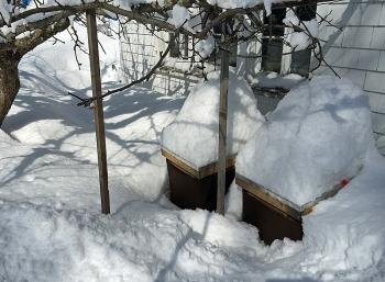 This colony of bees did not survive, and a determination of why will be made later this spring when the snow melts. (Photo by Holly S. Edwards)