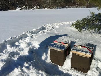 The hives at Merryspring Nature Park so far, as doing well. (Photo by Holly S. Edwards)