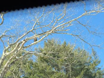 A little closer to Hosmer Pond, also on Hosmer Pond Road, another mature bald eagle hangs out, occasionally calling to what is likely its mate up the road. (Photo by Holly S. Edwards)