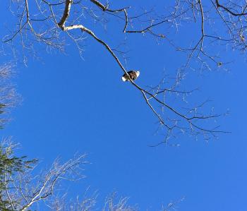 It’s unusual for any large bird like a bald eagle to stay perched when a human is close by, let alone stopped directly underneath in a vehicle, but that’s what is happening here. And the eagle just kept periodically looking down, apparently not at all concerned. (Photo by Holly S. Edwards)