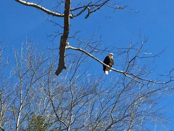A mature bald eagle perches above Hosmer Pond Road, at the Rollins Road intersection, in Camden late Friday morning, Feb. 27. (Photo by Holly S. Edwards)