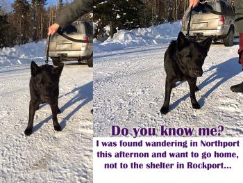 Lucky of Belfast, found wandering in Northport Wednesday afternoon near a subdivision in the area of Swans Island Blankets, has been reunited with his owners, who have been searching for him. He’s 14 and doesn’t hear very well, but he wandered to a good home and person, who quickly activated a social media network to find his owners.