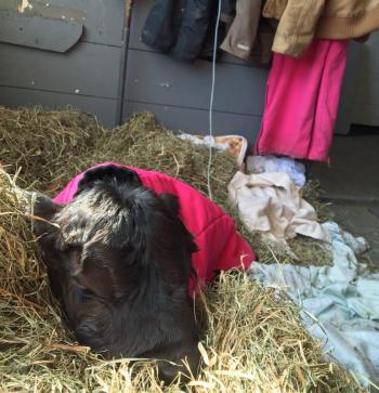 Caring for this calf prompted farm staff to turn to social media and request donations of blankets and towels as they approach a busy calving season. Donations can be brought to the farm’s office at 70 Russell Ave. (Photo by Holly S. Edwards)