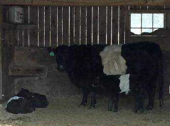 When they are born healthy, and their full coat of hair is dried off quickly, belted Galloway calves have little problem withstanding cold Maine days and nights with their mothers. Here, three of this spring’s calves await warmer weather, like the rest of us! (Holly S. Edwards)