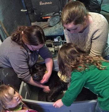 Yah-Yah gets a warm bath to help bring his body temperature up. (Courtesy Aldermere Farm)