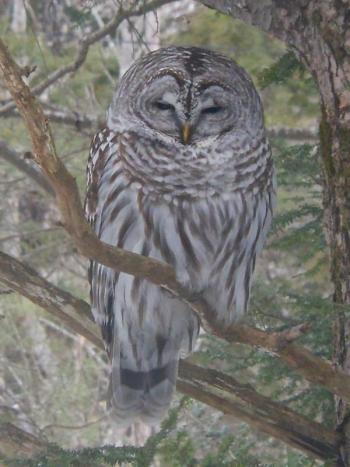 The owl that sat still for two hours stalking a mouse that never appeared. (Photo by Will Brown) barred owl
