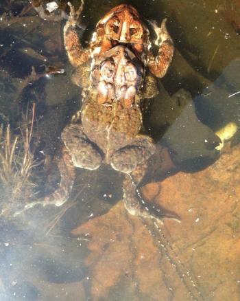 A toad pair in “amplexus” with a double strand of eggs trailing away.
Photo by Gary Gulezian toads