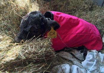 This 12-day-old belted Gallway calf is being cared for by Aldermere Farm staff after it started showing signs of distress. (Photo by Holly S. Edwards)