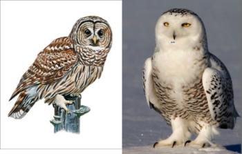 Is it a Barred Owl (on the left) or an Arctic Snowy Owl (right) that’s stalking PJ, our Senegal Parrot? Though P.J.’s never seen an owl, and certainly not a Snowy,these two species from opposite sides of the earth, and one living his life in a cage, clearly “get” each other. The owl is out to get him and PJ looks delicious.
owls