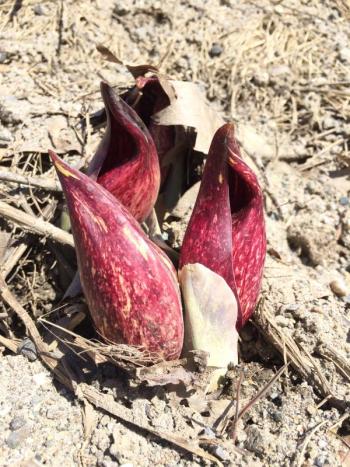 The flowers of the skunk cabbage, pictured above, will soon be followed by a green spike that will uncurl to reveal the broad, bright green leaves of the main plant. skunk cabbage flower