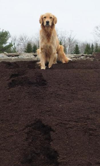 Remy, a two-year-old Golden Retriever, is the top dog at Seasons Downeast. He’ll greet you with his tail wagging and follow you around the grounds. He’s especially at home on top of the compost pile. As good will ambassador, there is none better.