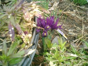 our garden 
