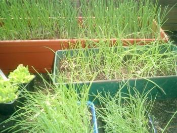our garden