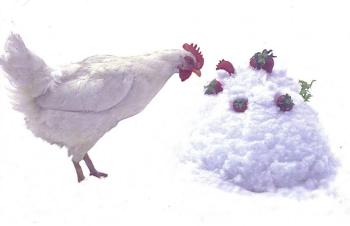 A neighbor’s hen inspects Kristie Scott’s Strawberry Snowcake.
Photo by Kristie Scott strawberry snowcake