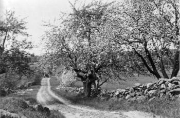 This country road could have been almost anywhere in Lincolnville at the turn of the 20 th-Century
Photo courtesy of Lincolnville Historical Society roads