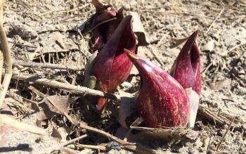 skun cabbage blooms