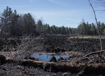 Fire swept across this bog along Jackson Road, but failed to jump to the other side Thursday. (Photo by Holly S. Edwards)