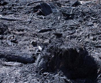 Fire smoldering inside tree stumps, like this one, caused some flareups when fanned by winds Saturday, keeping firefighters busy during the second day chasing hot spots. (Photo by Holly S. Edwards)