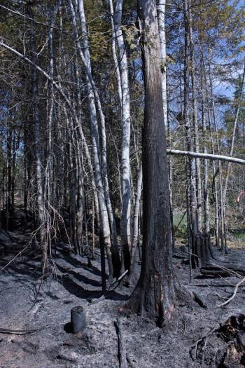Some trees were left charred half-way up their trunks, while others were scorched to their tops. (Photo by Holly S. Edwards)