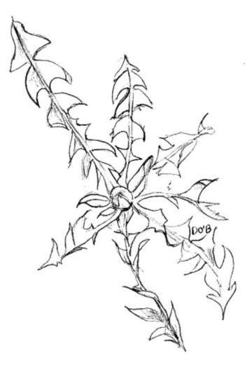 Dandelion drawing by Diane O’Brien dandelion