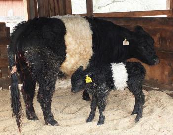 Aldermere’s newest heifer, born Saturday morning, was one of the biggest ever at 96 pounds.