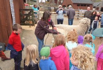 The sheep-shearing demonstration drew a large crowd of children.