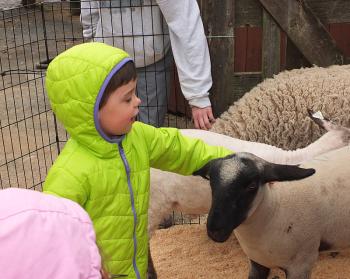 Natalie Clark really enjoyed being in the pen with the lambs.