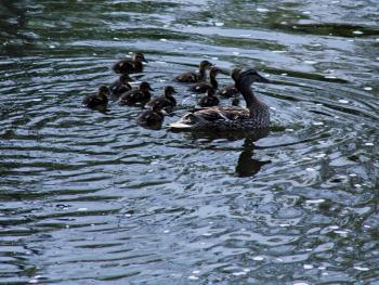 A female mallard tends her clutch of 10 ducklings, which hatched over the weekend along the shore of the Knox Mill pond on Mechanic Street. (Photo by Holly S. Edwards)