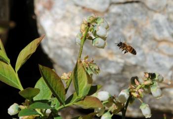 Honeybee flying toward a blueberry blossom. (Photo by Charles Gale)