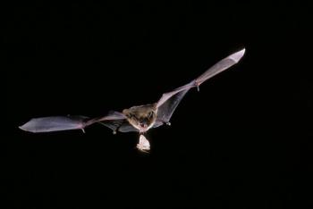A flying bat
Photo by Merlin Tuttle bat