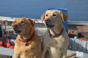 Otter and Razzle go out daily with Kenny Dodge on his boat to check traps. (Photo by Lynda Clancy)