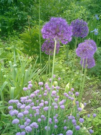 Alliums and chives....
Photo by Diane O’Brien
alliums