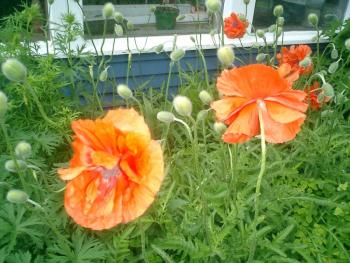 poppies