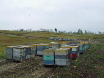 Commercial beehives at R.T. Allen and Sons field on Vienna Mountain in Mount Vernon. (Courtesy Dave Smith/Sparky’s Apiary)