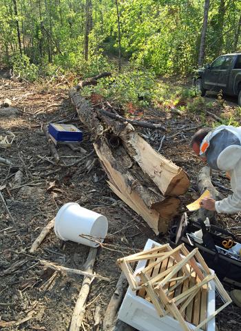 The tree that Glenn Barbour felled on his woodlot, that holds a wild honeybee colony. (Photo by Holly S. Edwards)