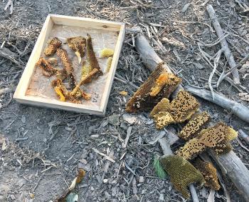 Honeycomb that will be melted and strained to remove the brood, pollen, nectar and any dead bees, resulting in a block of beeswax. (Photo by Holly S. Edwards)