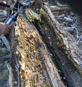 One cut with the chainsaw and the tree split open like a clam shell, making it possible to access the rest of the hive inside, to the left. (Photo by Holly S. Edwards)