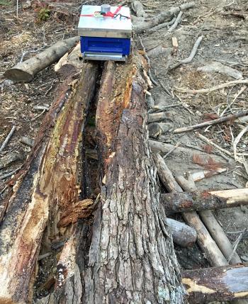And then there were no bees left in the tree... (Photo by Holly S. Edwards)